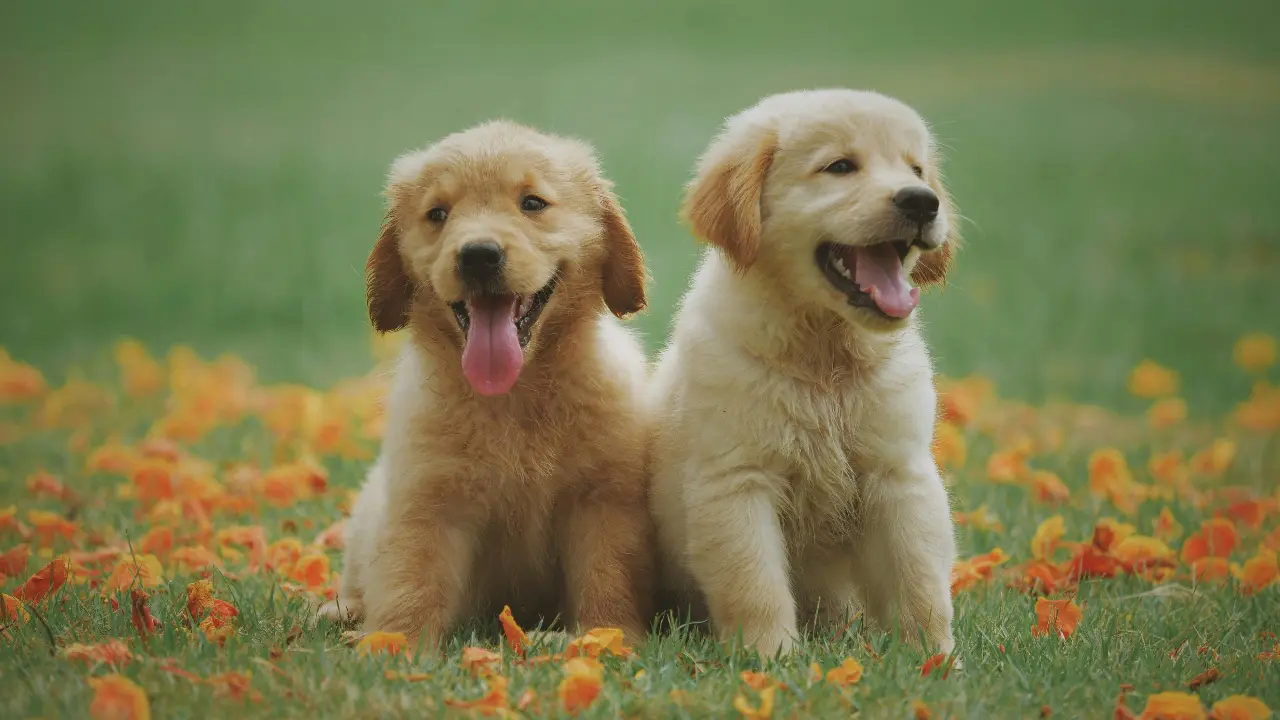 Dogs engage differently with content on TV based on their