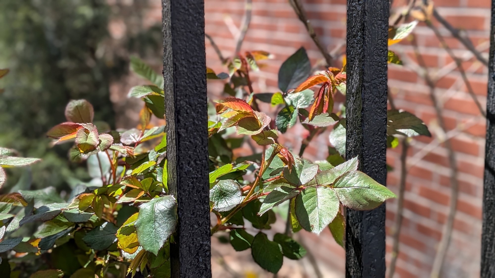 A close up photo taken on the Pixel 9a