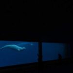 Ottawa, Ontario urge each other to help Marineland’s 30 belugas amid euthanasia threat