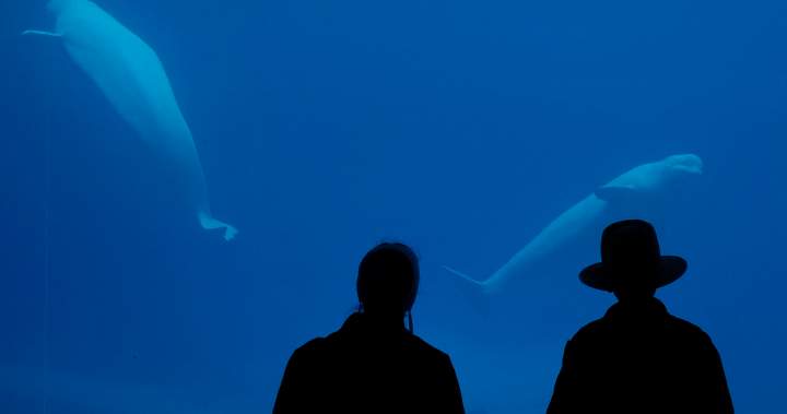 Feds call Marineland euthanasia threat ‘inappropriate’ as deadline nears