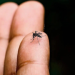 Mosquito saliva may boost body’s immune system against chikungunya