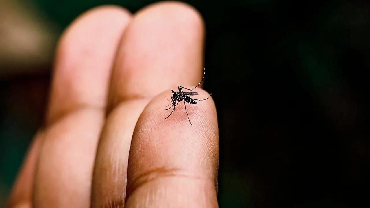 Mosquito saliva may boost bodys immune system against chikungunya