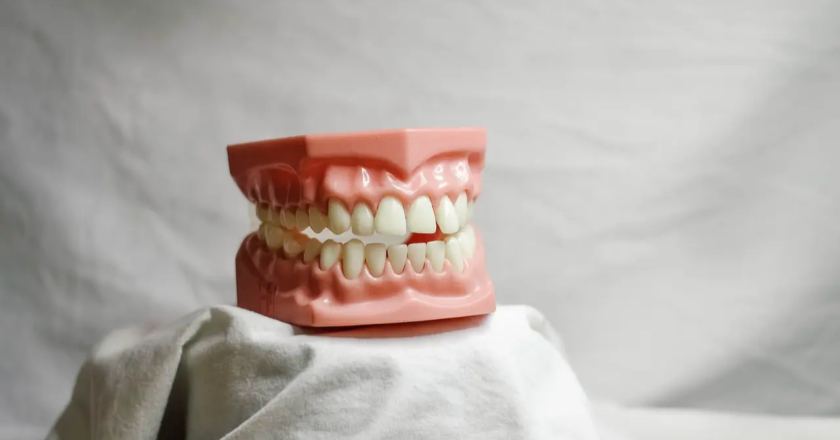 New stem cell studies find mechanism for regenerating lost teeth