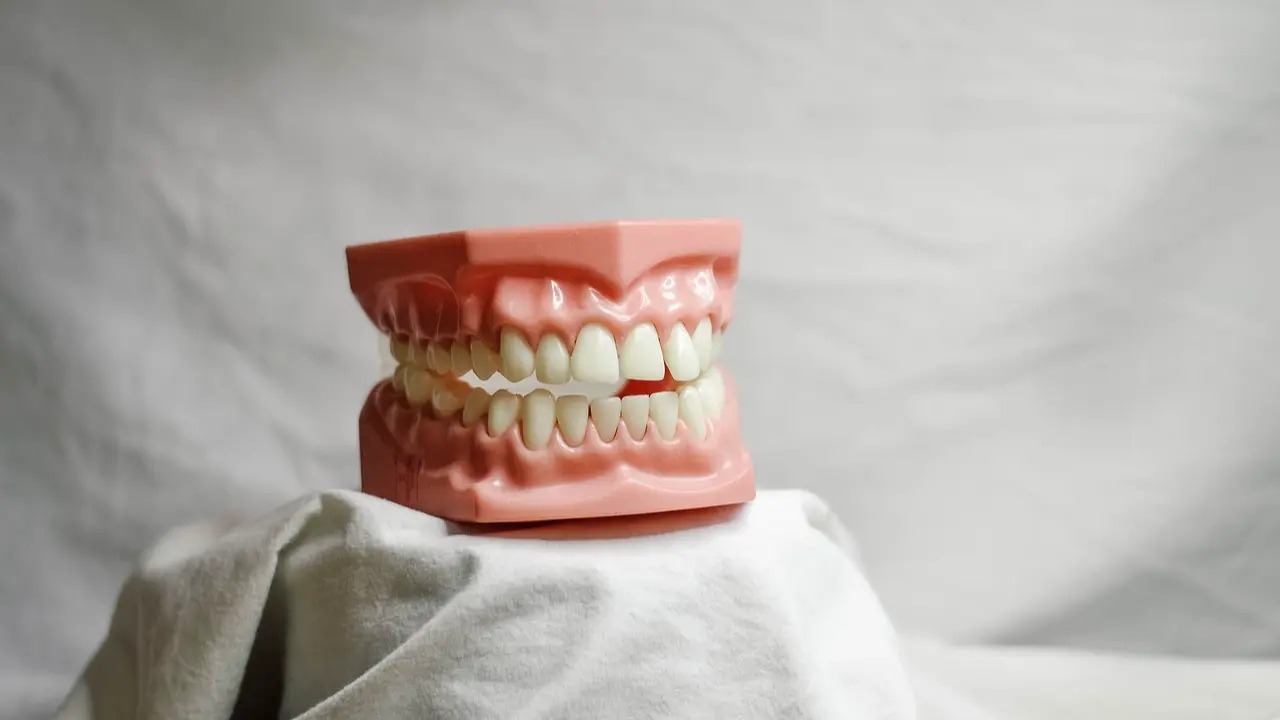 New stem cell studies find mechanism for regenerating lost teeth