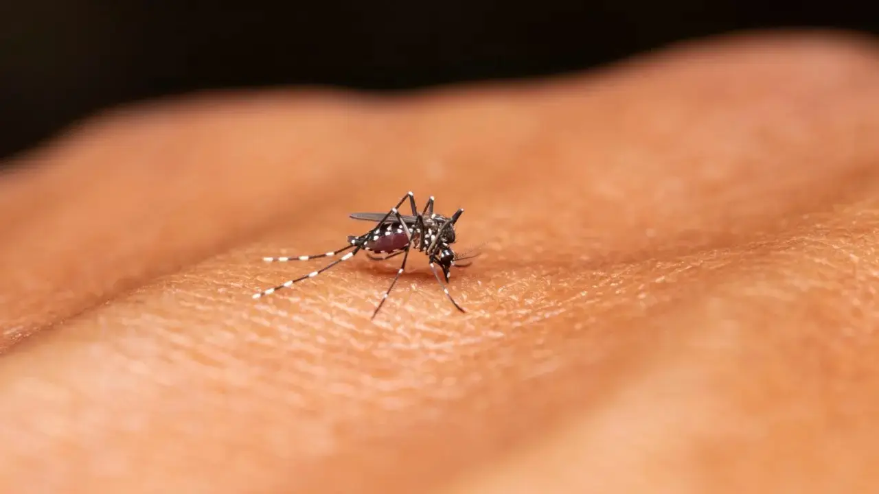Study shows size severity of chikungunya outbreaks unpredictable