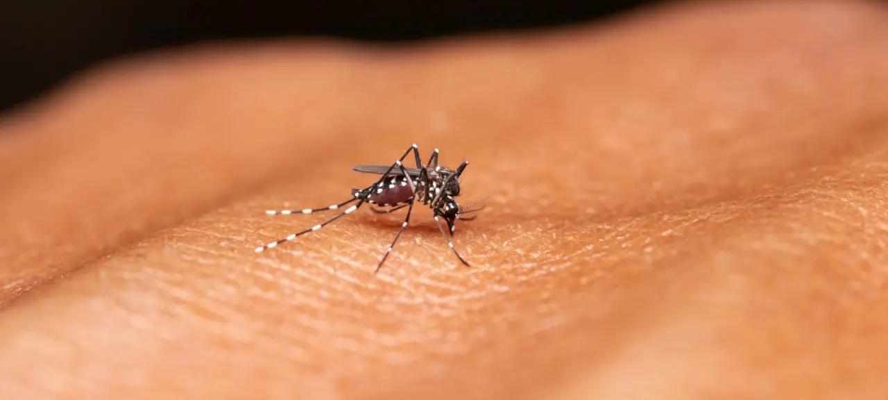 US researchers develop new antibody that shows promise against malaria