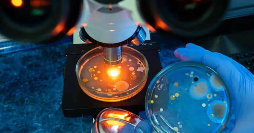 Amoebae from Mumbai creek harbour bacteria with high AMR risk