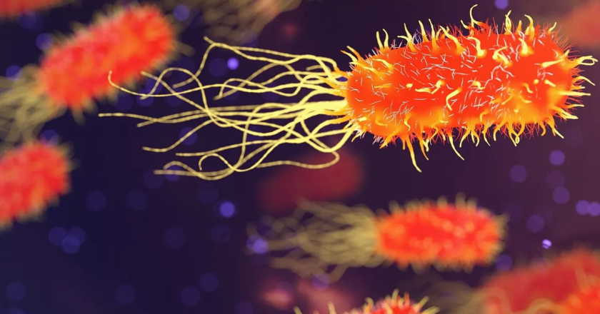 New study antimicrobial peptides can curb Salmonella and help combat AMR