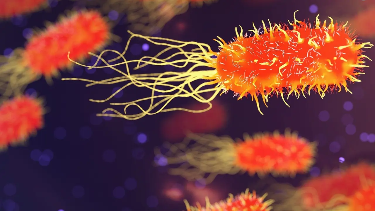 New study antimicrobial peptides can curb Salmonella and help combat