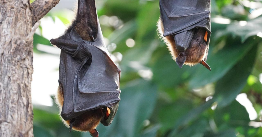Scientists detect new Covid-like virus from moustached bats in Brazil