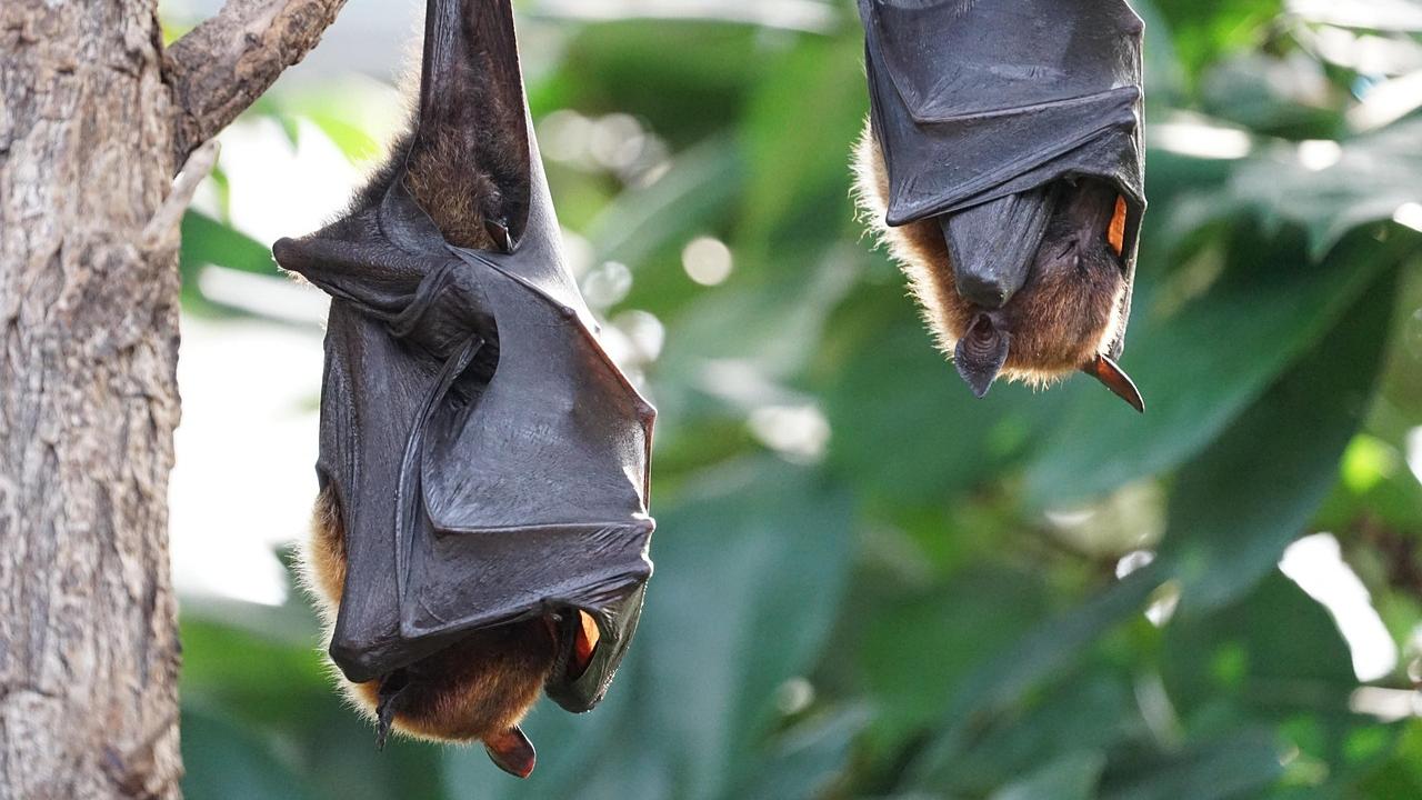 Scientists detect new Covid like virus from moustached bats in Brazil
