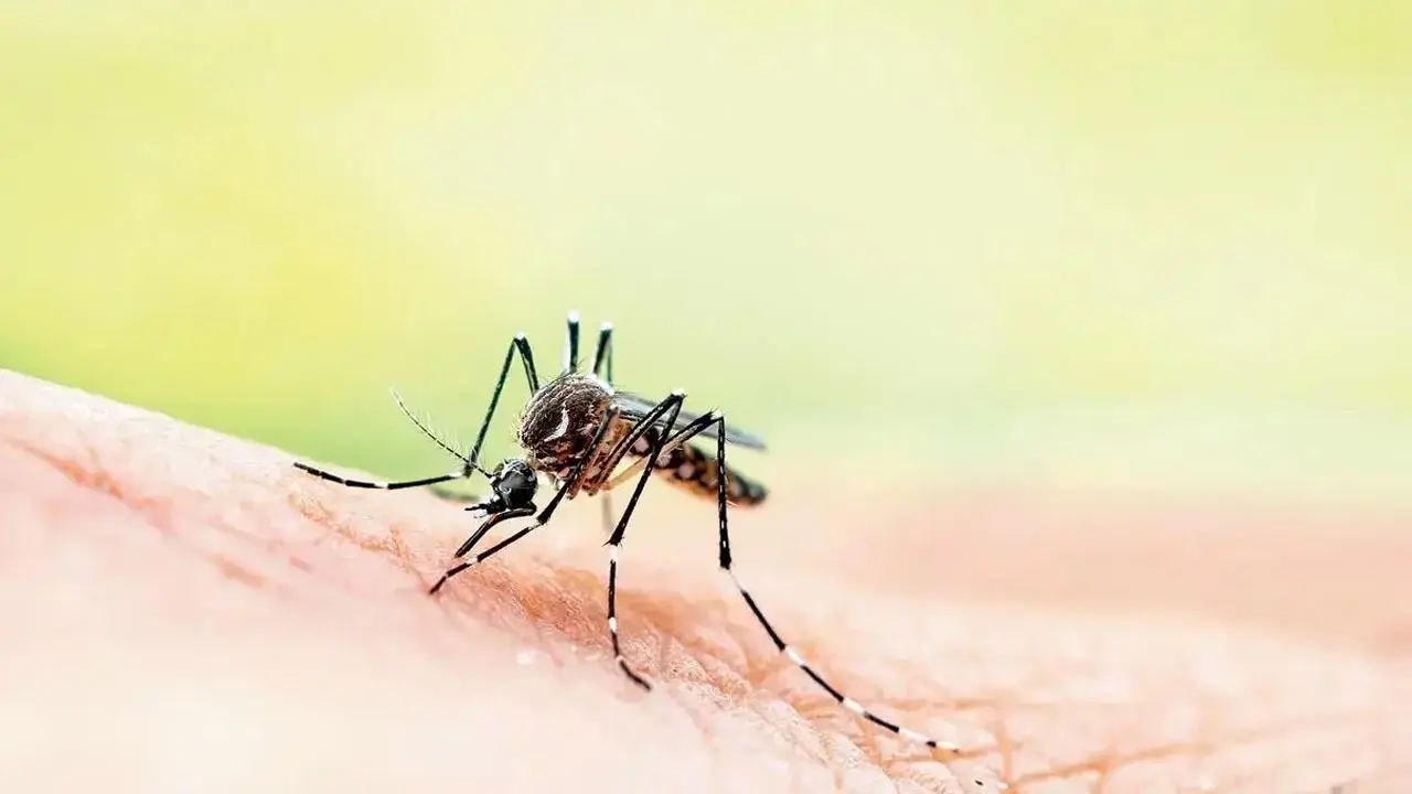 Study Malaria and Dengue cases rising fast due to climate