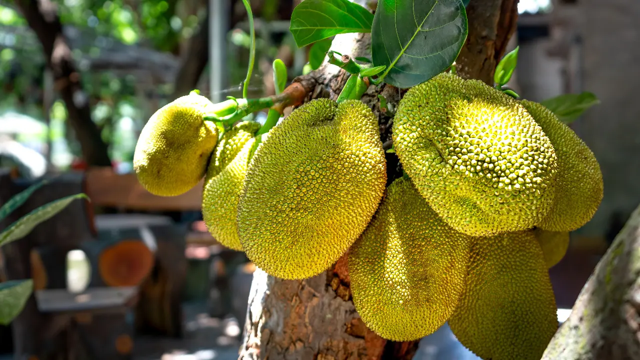 Once a poor man’s fruit, jackfruit gains superfood status in Keralam 2 Once a poor mans fruit jackfruit gains superfood status in