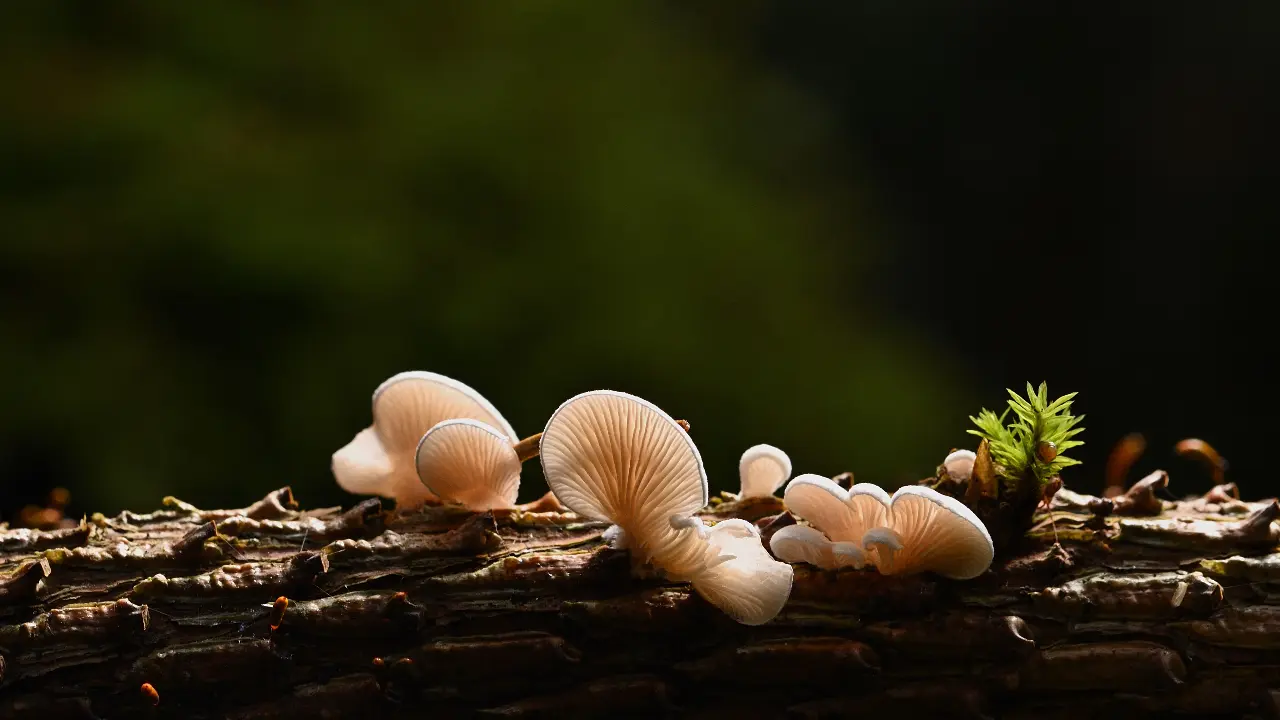 New fungal discovery could help defeat drug resistant superbugs