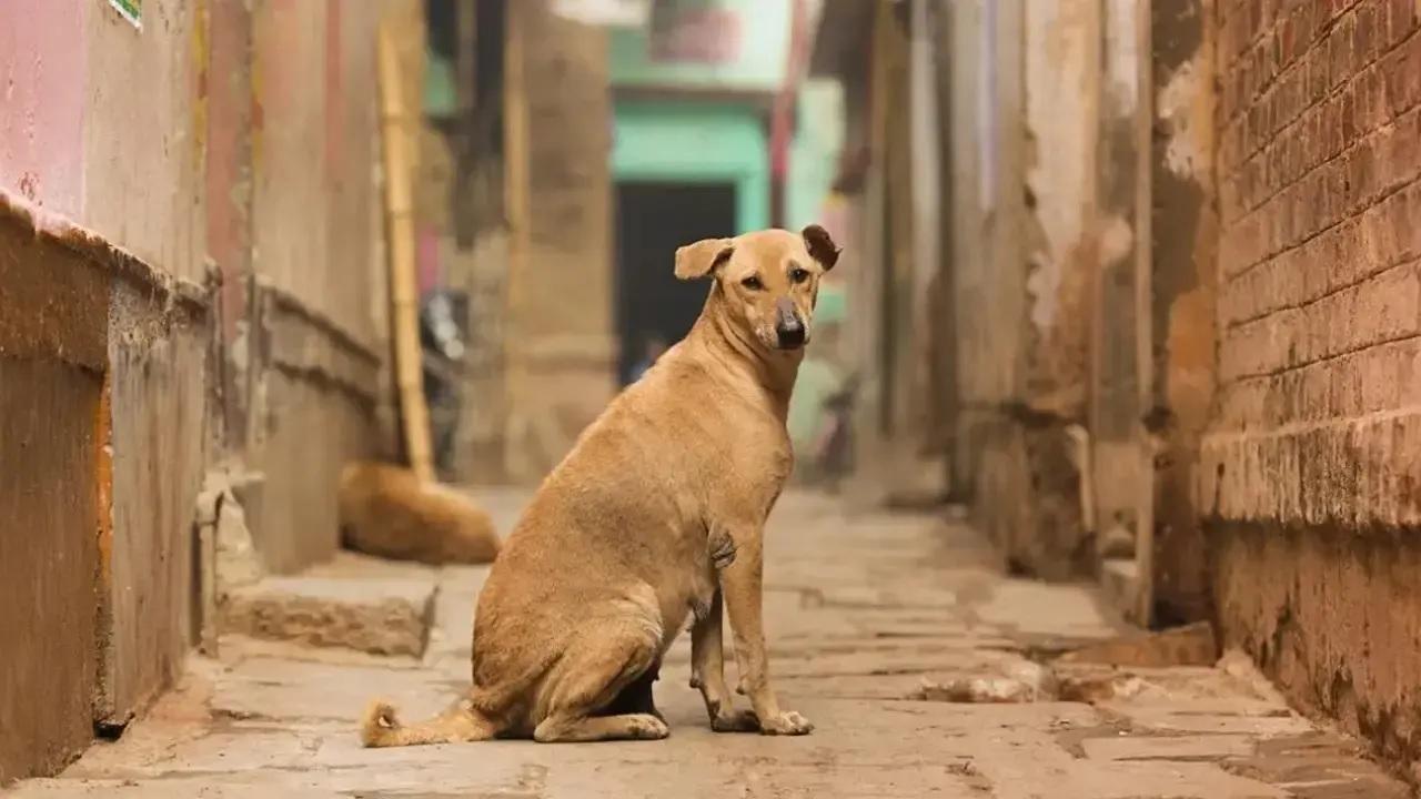 Shorter stride length in senior dog may indicate dementia similar